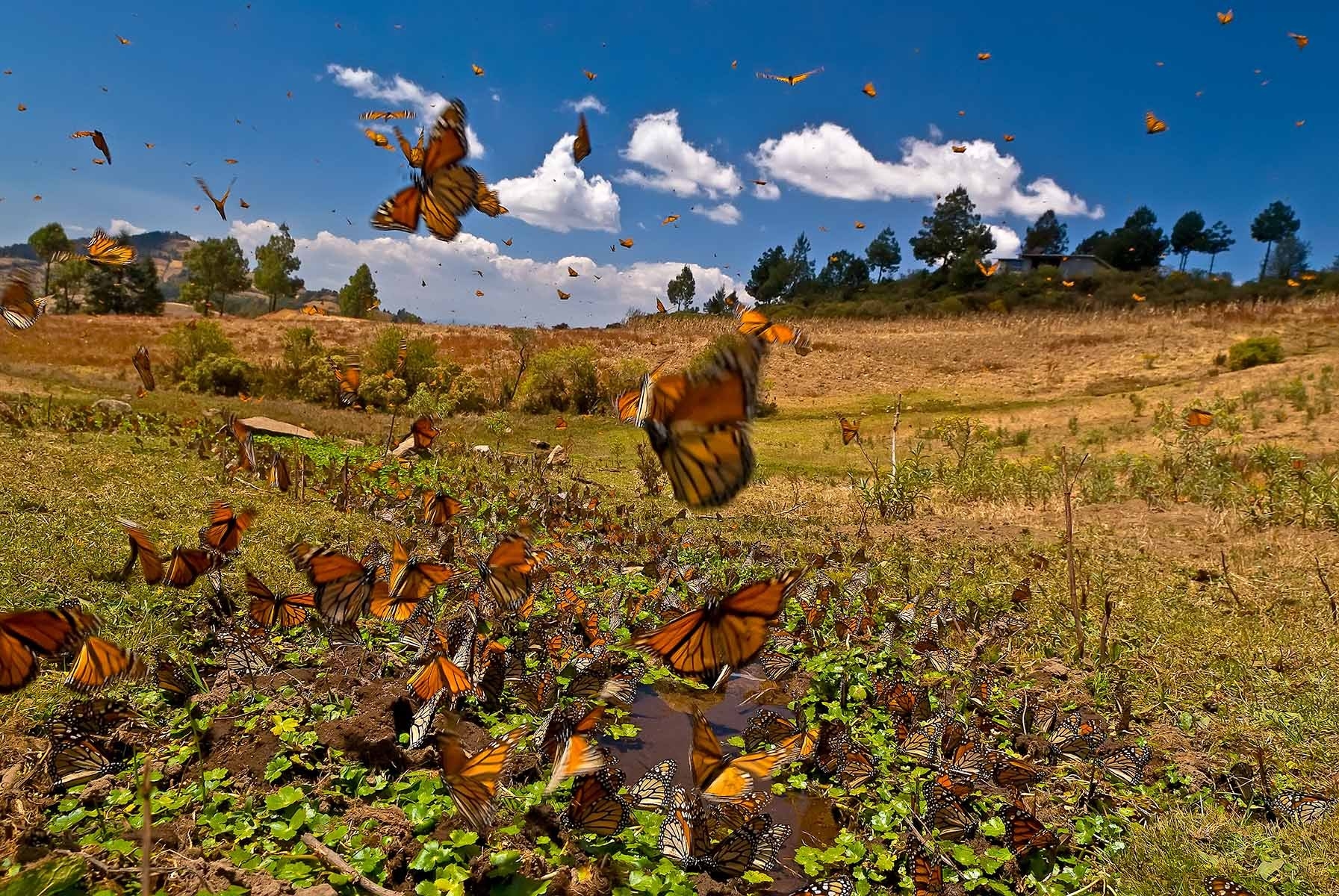 Resultado de imagen para mariposa monarca y de las luciérnagas