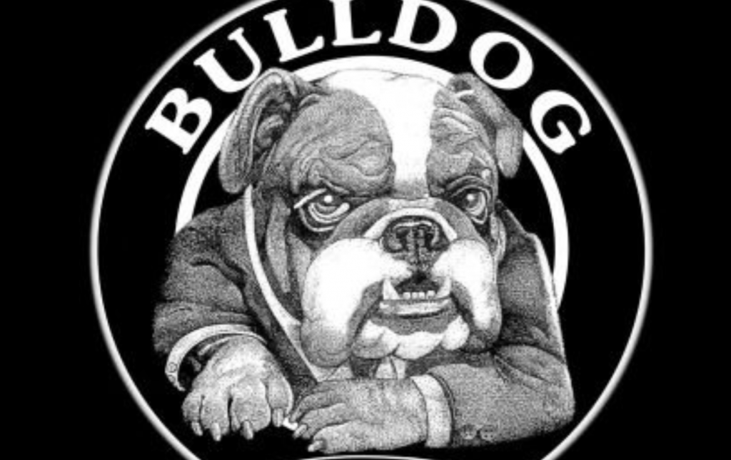 bulldog bull
