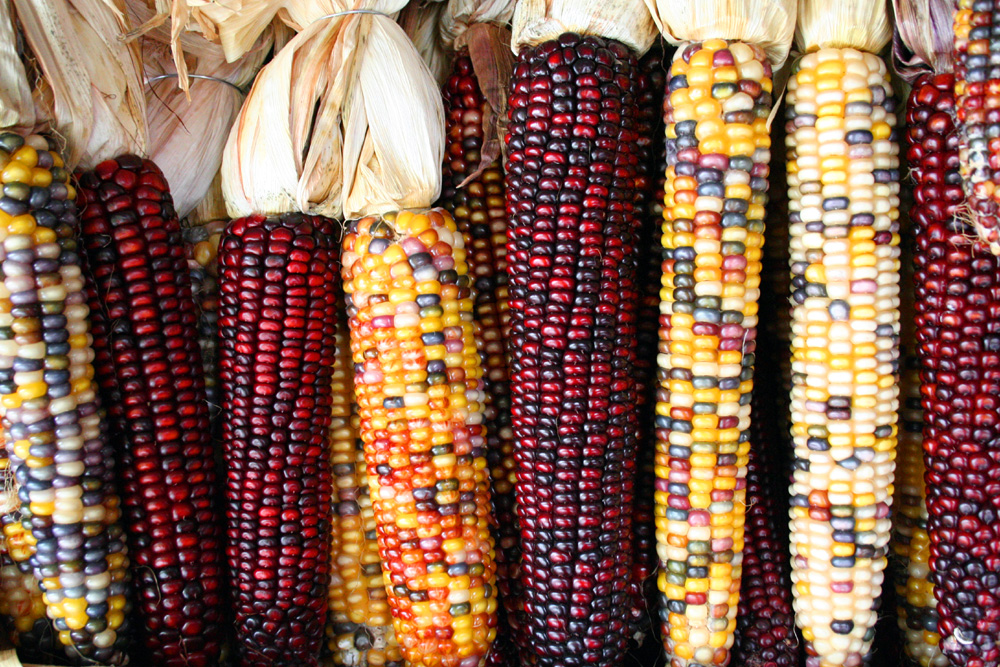 México reducirá su consumo de maíz norteamericano por el brasileño