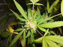 Por fin la Cofepris lanzará la reglamentación para sembrar marihuana legal