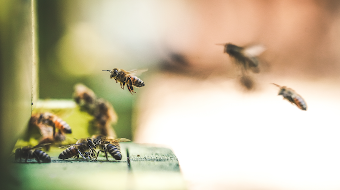  Walmart pretende sustiruir a las abejas por robots autónomos para fabricar miel