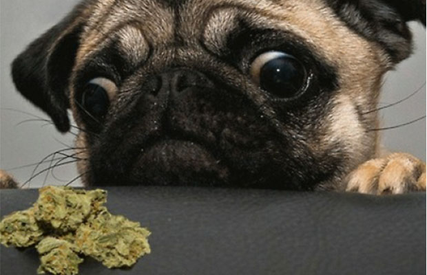  Qué pasa si le das marihuana a tu perrito