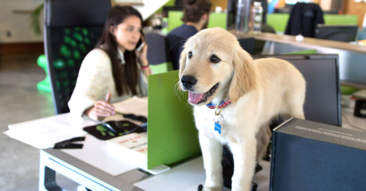 La ciencia confirma que llevar a tu perrito a la oficina te hace más feliz