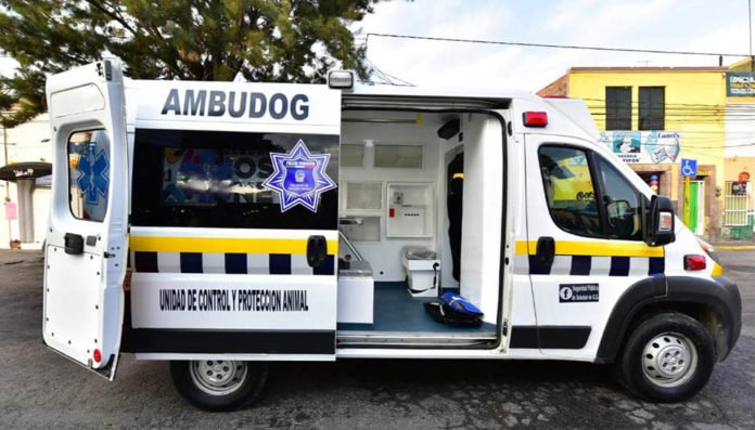  La ambulancia para perros que cuida a animalitos sin dueño y casa