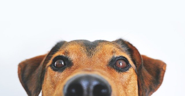 Tu perro puede oler el cáncer y diagnosticar de manera temprana