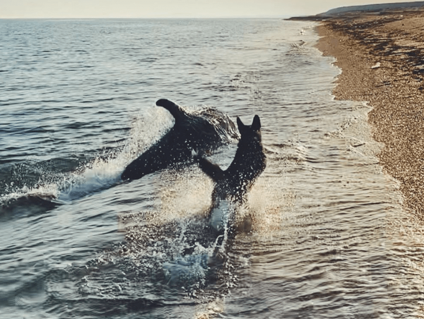 Lomito y un delfín