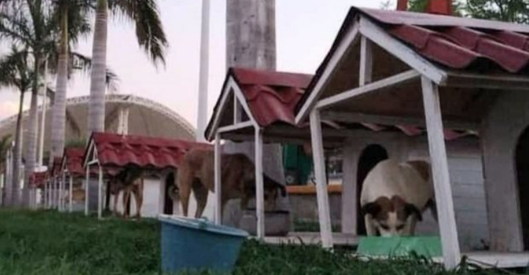 Dogtores, la colonia en Puebla que recibe a perritos sin hogar