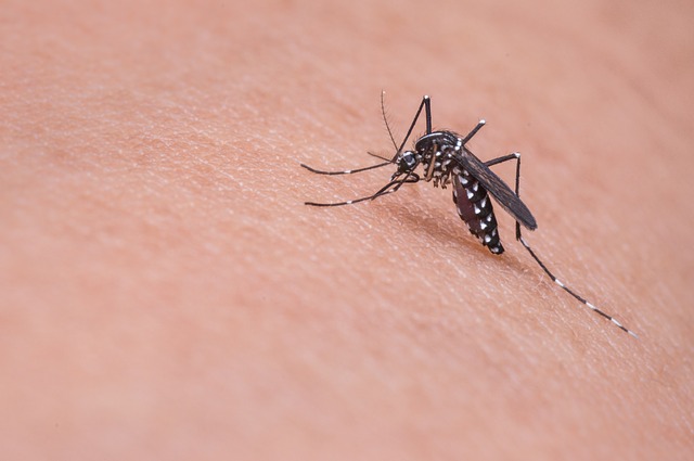 La startup que Bill Gates respalda, soltó mosquitos modificados
