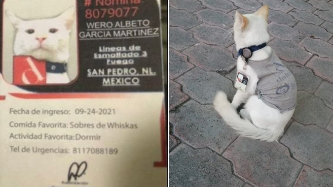  El Wero García, un gatito contratado en una compañía de Nuevo León