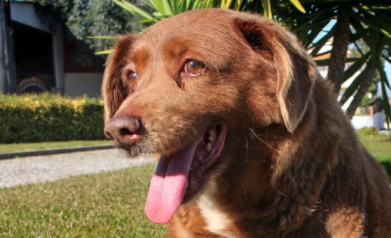  Murió el perrito más viejito del mundo. Tenía 31 años